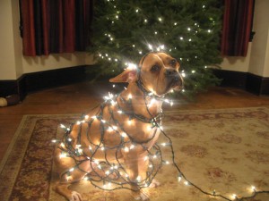 christmas-lights-pup