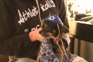 jewish-dog