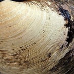 clam