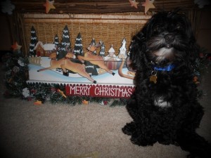 Christmas Bentley (1)