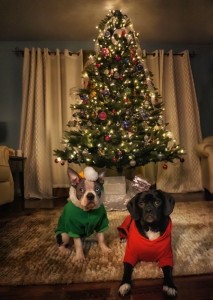 Kya and Bentley Christmas (1)