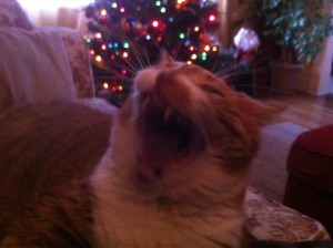 Tony Hinds xmas pic 2
