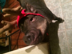 tienxmaspig 2