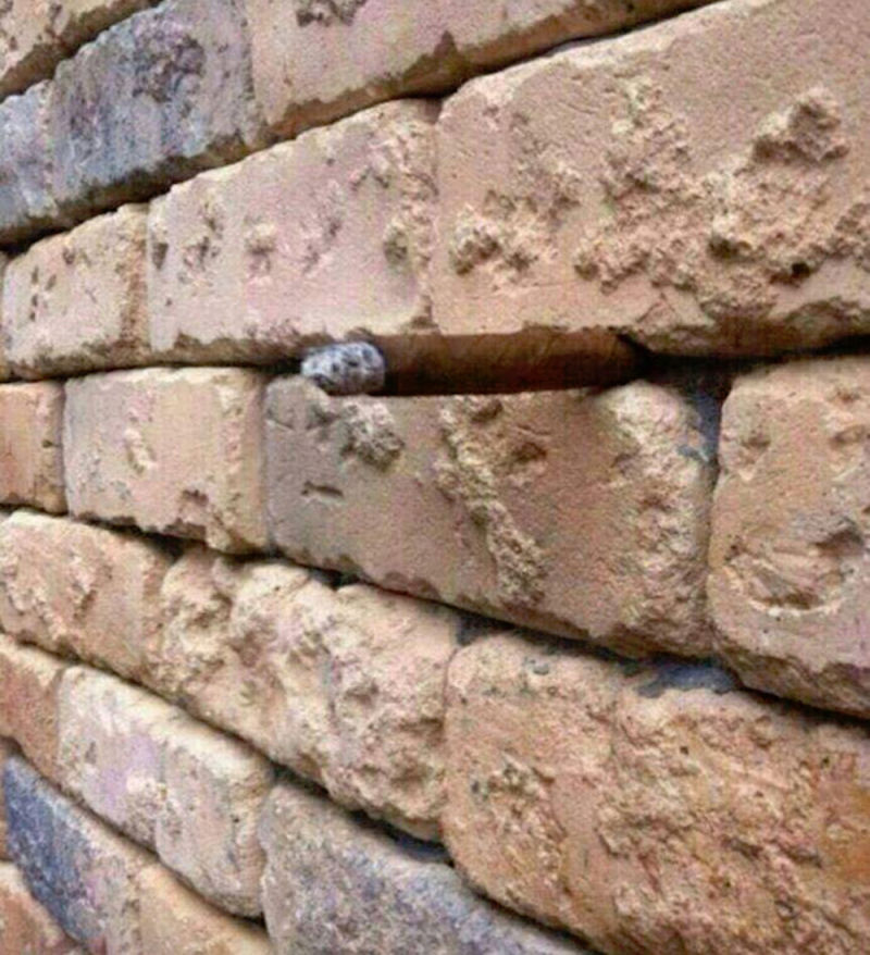 wall